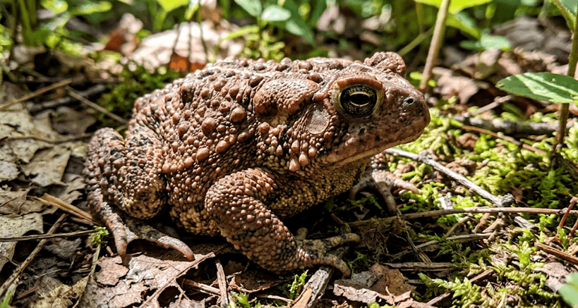 American Toad